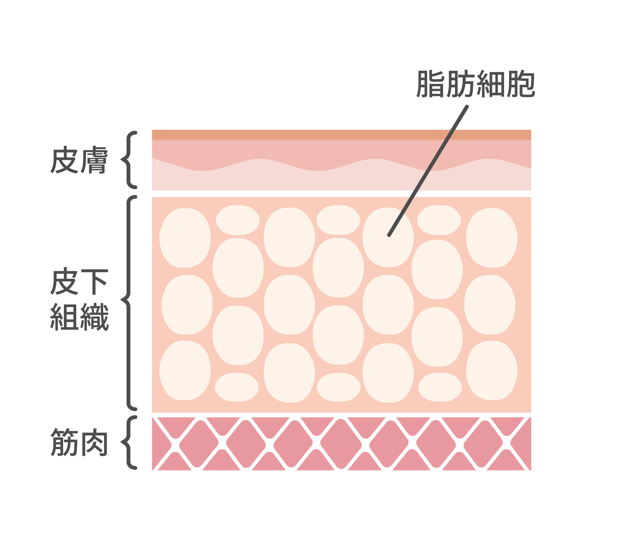 皮下組織の脂肪細胞