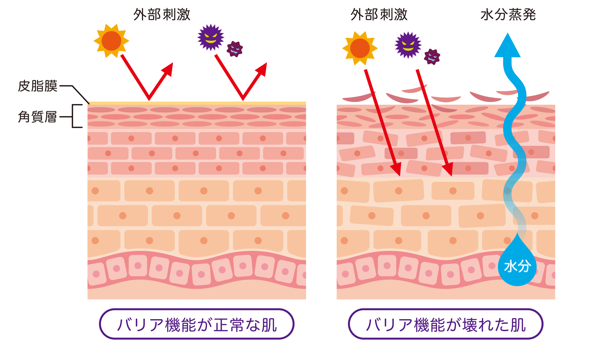 肌のバリア機能